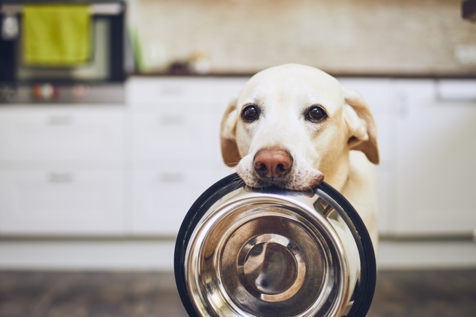 20 Foods Your Dog Can and Can't Eat + Printable PDF