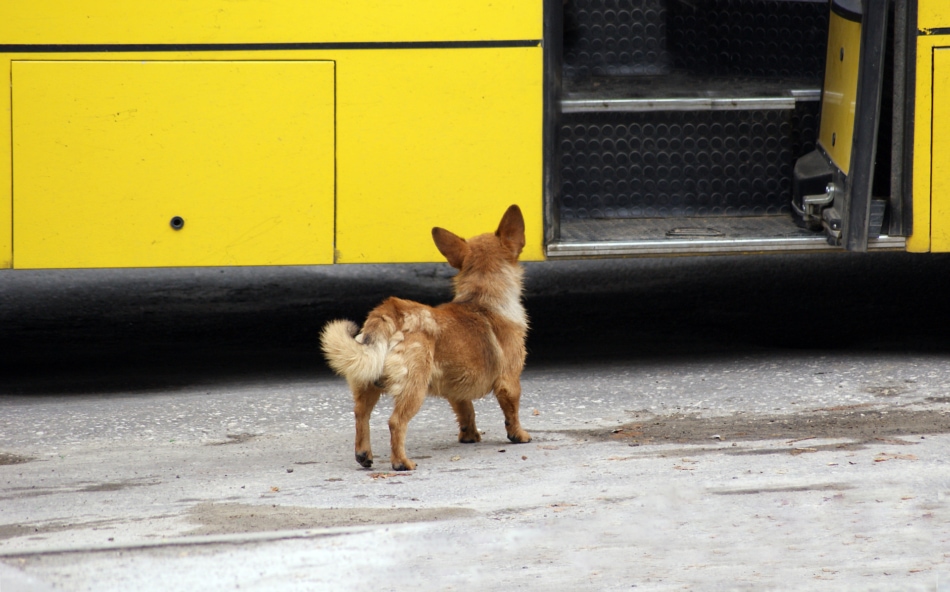 Chihuahua - Puppy