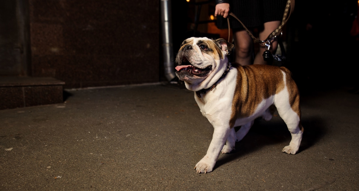Walking a bulldog on a leash at night.