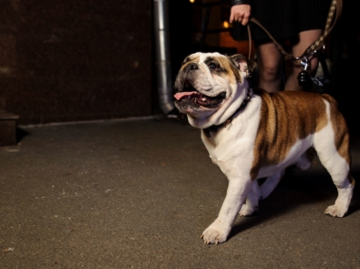 8 Must-Read Safety Tips For Walking Your Dog In the Dark featured image