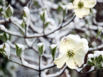 Weather Folklore: What is A Dogwood Winter? featured image