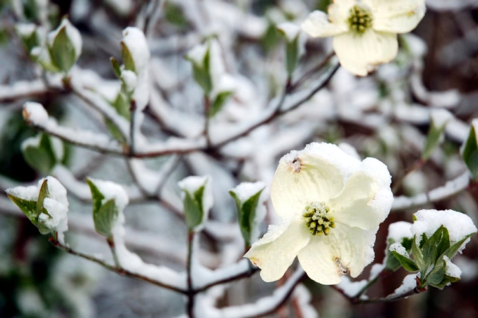 Flowering dogwood - Flowering plant