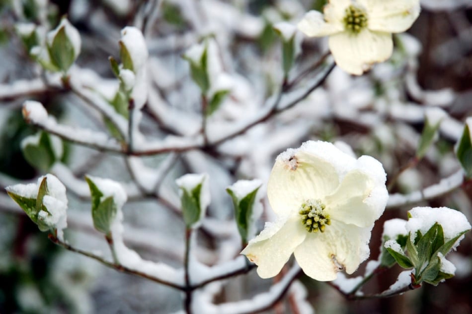 When Is Dogwood Winter 2025 Gale Pearla