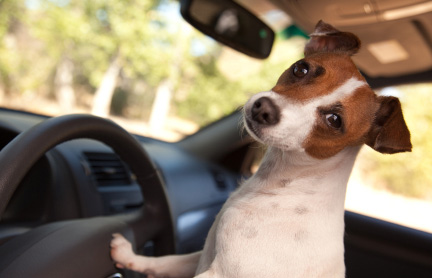 Jack Russell Terrier - Car