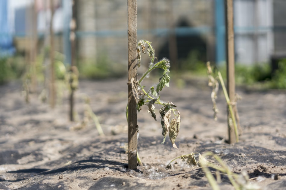 Plants - Drought