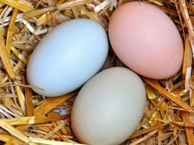 Silkie - Egg