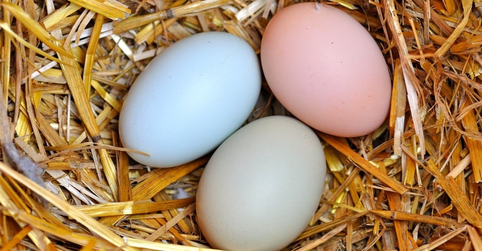 easter egger chicken colors