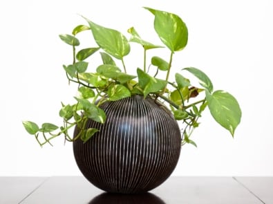 9 Easy Houseplants You Can Grow featured image