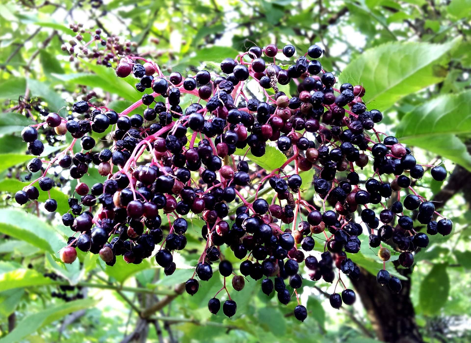 Elderberries