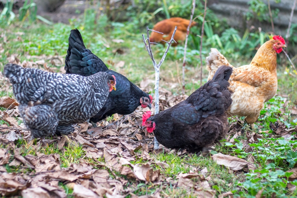 Garden CleanUp? Get 4Season Help From Your Chickens! Farmers