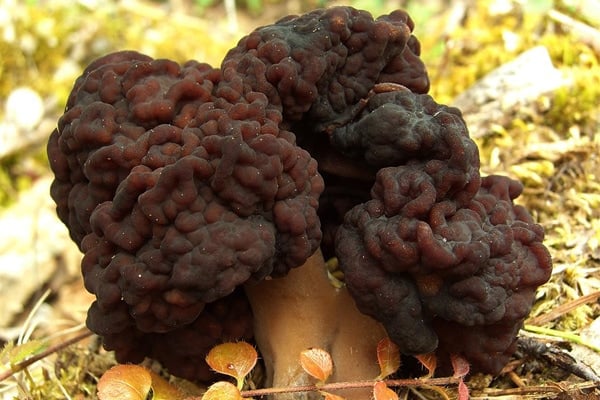 Gyromitra esculenta - Mushroom