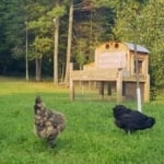 Chicken - Fresh Eggs Daily: Raising Happy, Healthy Chickens... Naturally