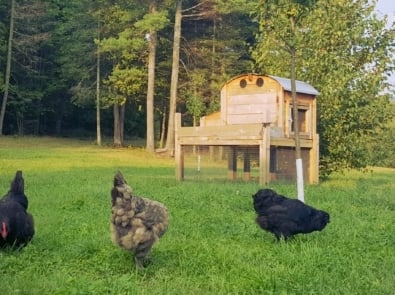 Chicken - Fresh Eggs Daily: Raising Happy, Healthy Chickens... Naturally