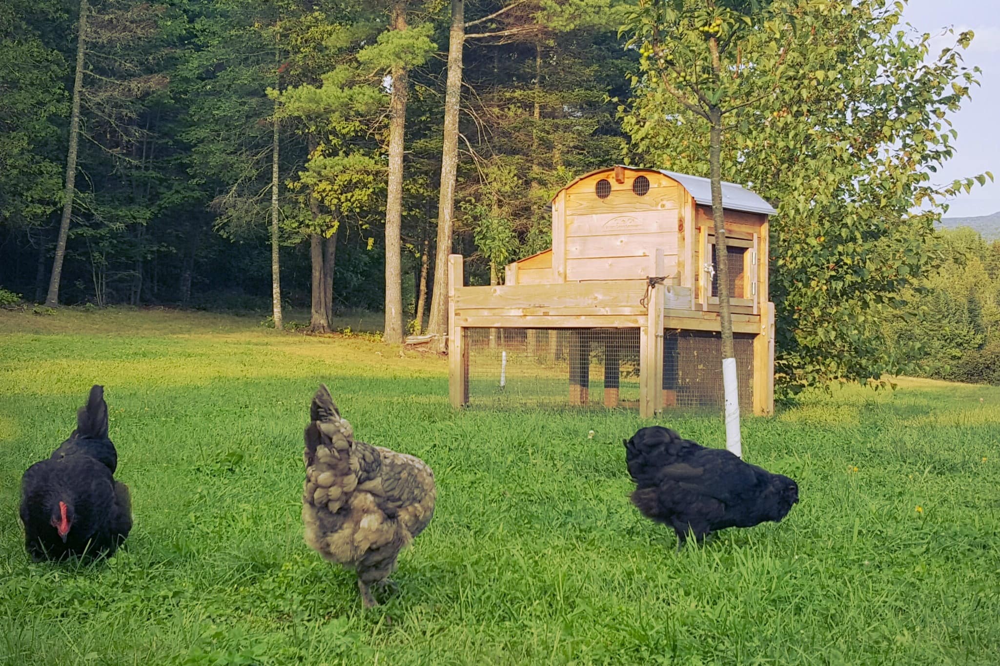 Raising Backyard Chickens For Beginners Farmers Almanac
