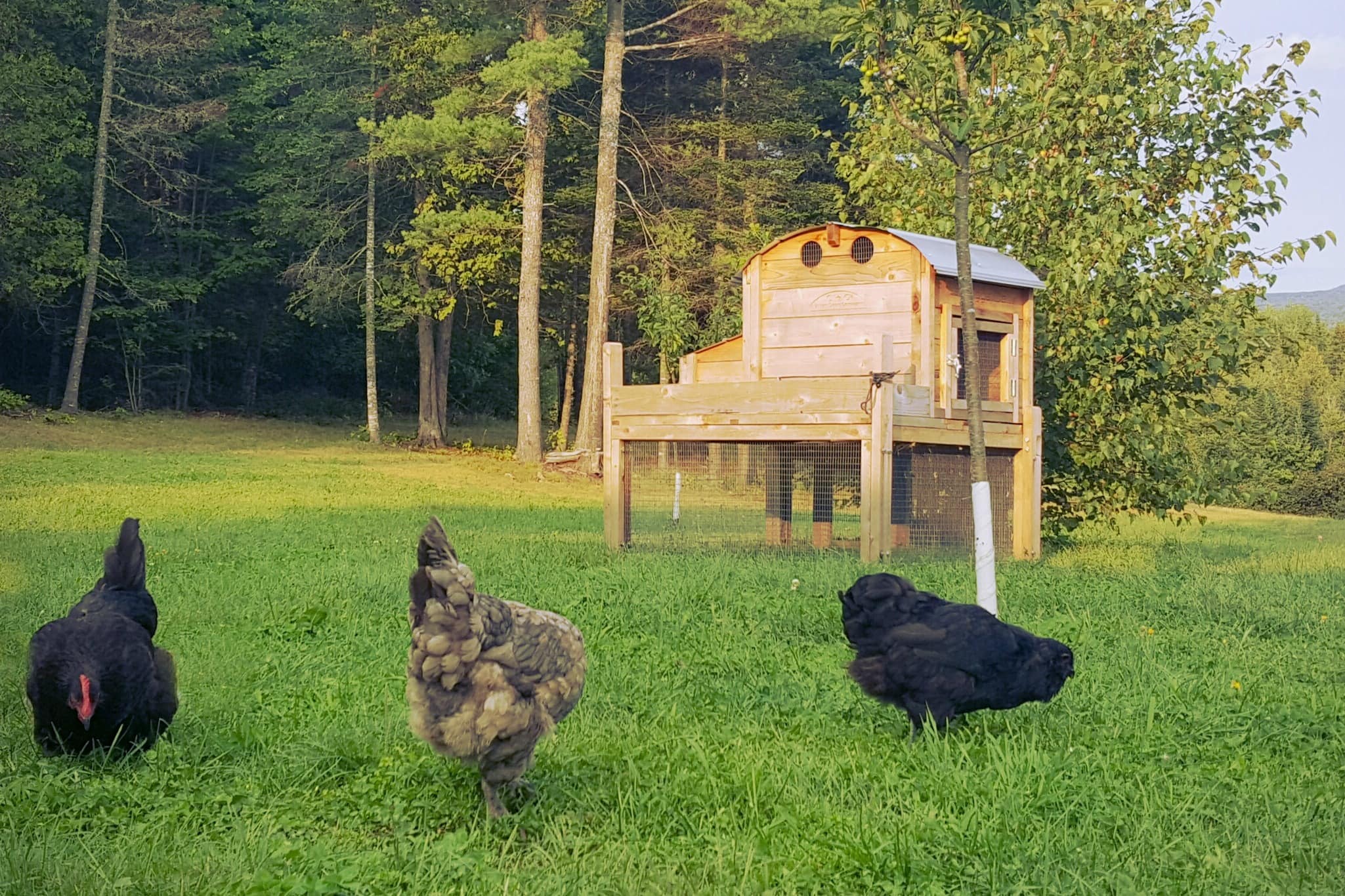 How much space should my chickens have inside their coop? - My Pet Chicken