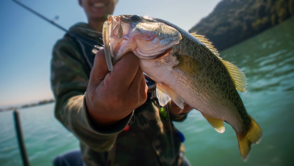 Bass fish in the hand of a fisherman.