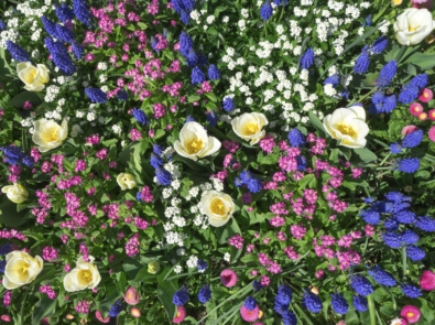 How to Start a Flower Garden featured image