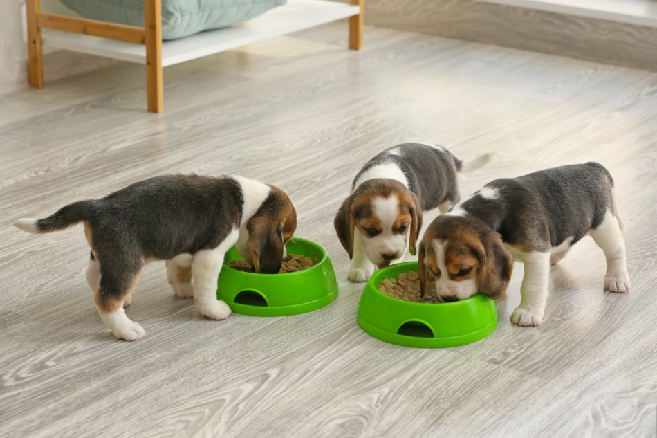Cute beagle puppies eating food from bowls at home.