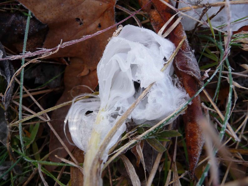 Frost flower - Frost