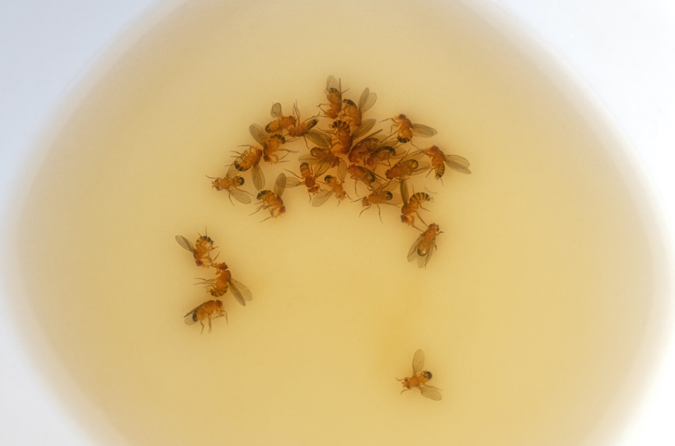 5 Best Diy Fruit Fly Traps Farmers