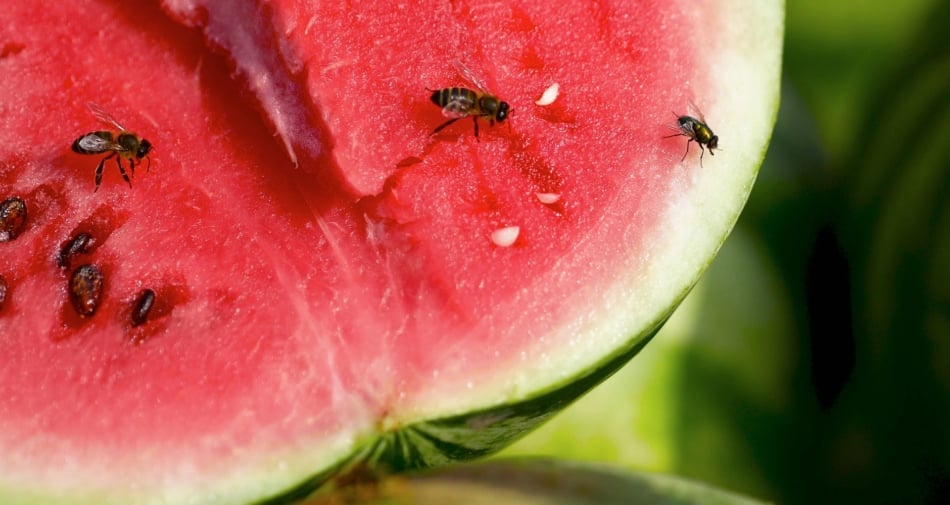 Fruit flies on watermelon.