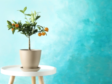 6 Tropical Fruits You Can Grow In Your Living Room featured image