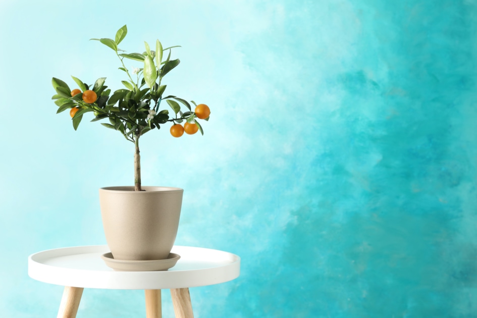 Flowerpot - Citrus