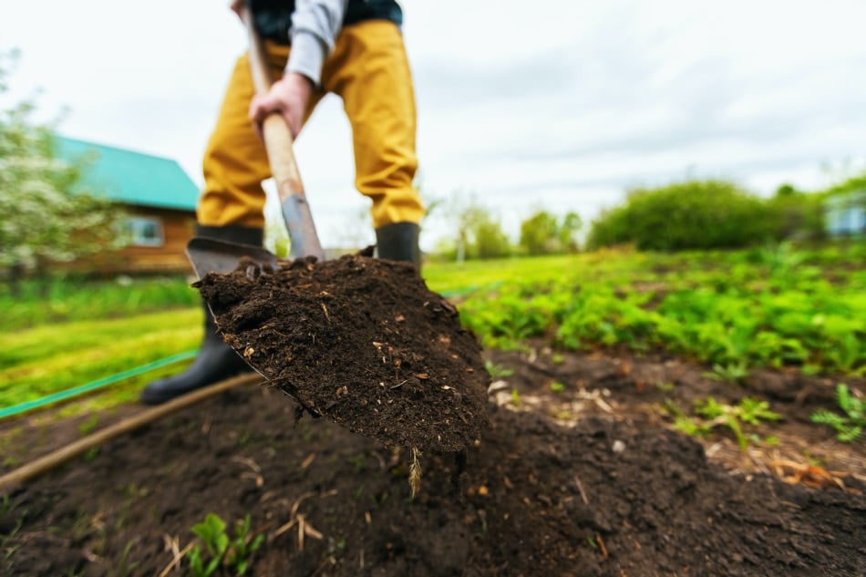 Man digging rich soil with a garden shovel.