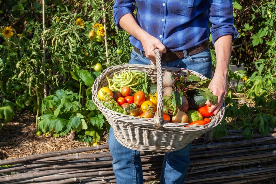 Harvest - Local food