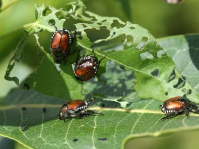 Beetles - Japanese beetle