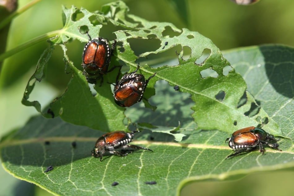 Beetles - Japanese beetle