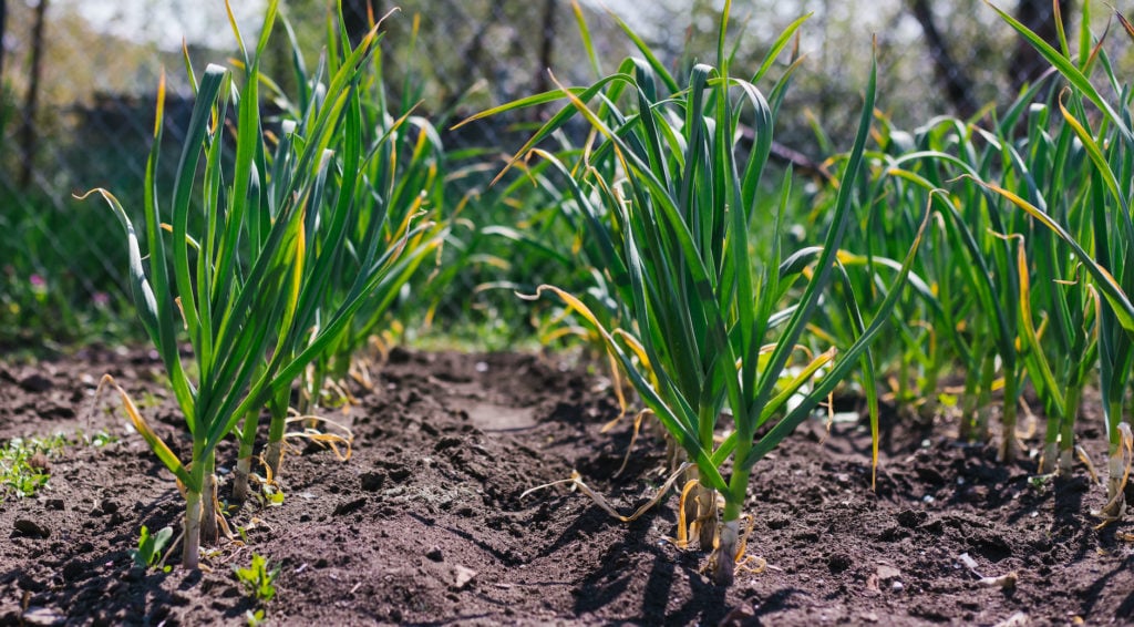 rows of garden garlic