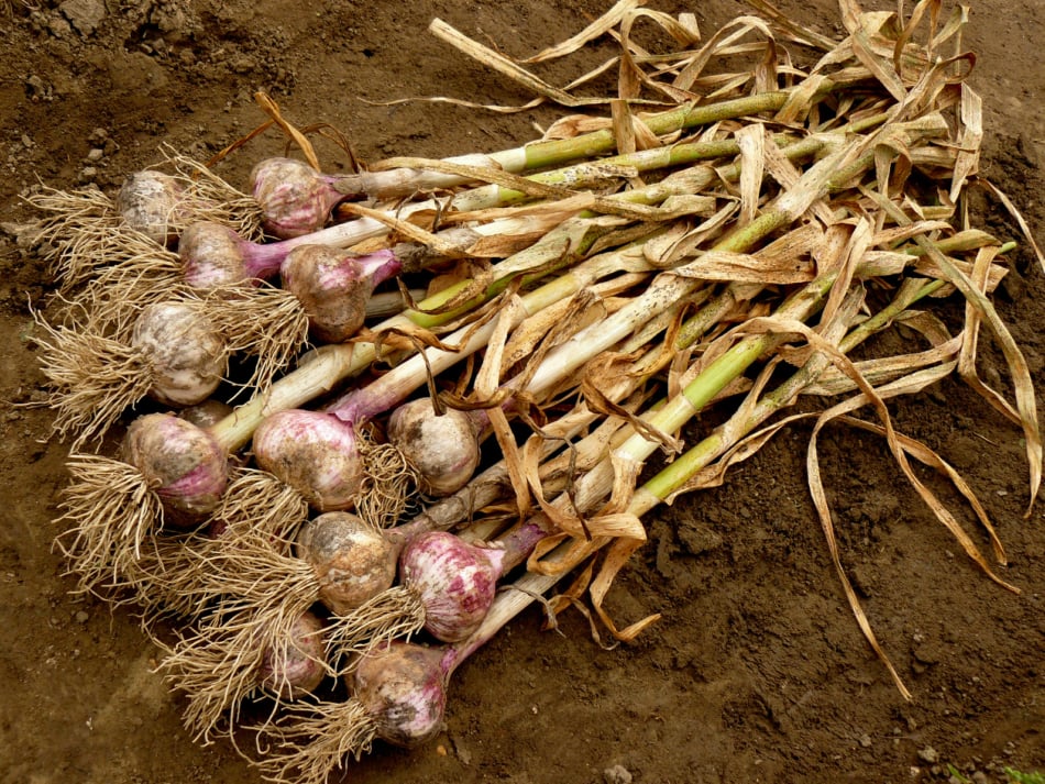 fresh harvested garlic bulbs with dry leaves on the ground.