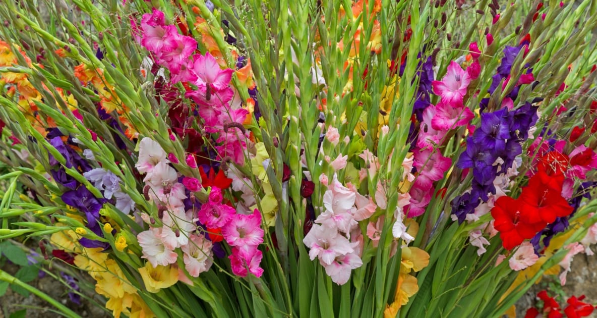 Gladiolus - Flower