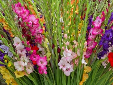 August Flower Lore: Gladiolus and Poppy featured image