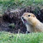 Rodents - Gopher