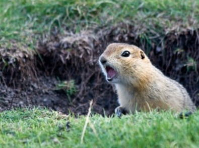 Garden Pests: Gophers featured image