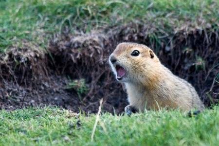 Rodents - Gopher