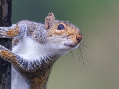 Squirrels - Rodents