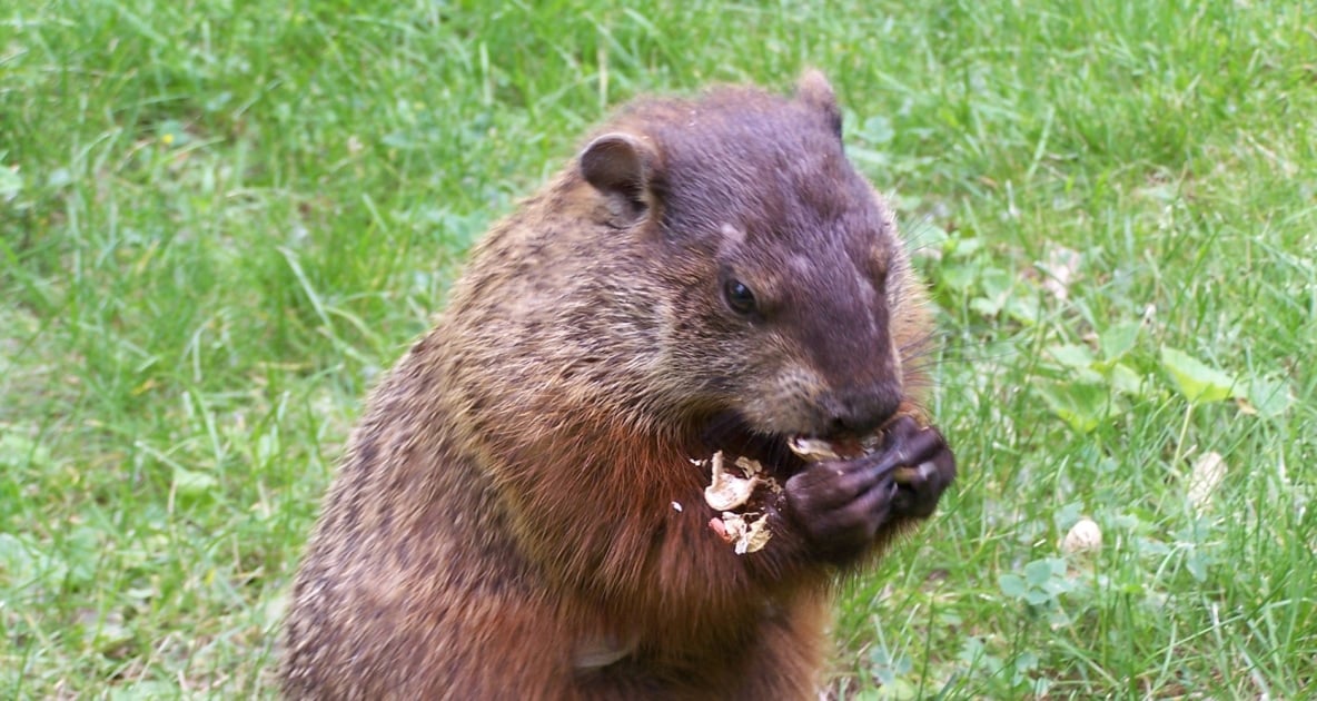 Muskrat - Groundhog