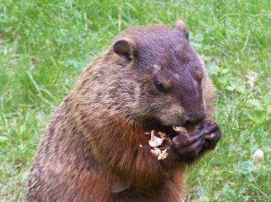 Muskrat - Groundhog
