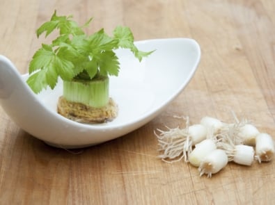 Don’t Toss It, Plant It! 12 Vegetables You Can Regrow From Scraps featured image