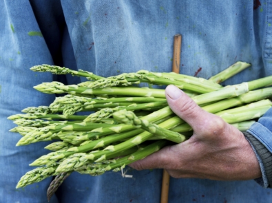 Garden asparagus - Vegetable