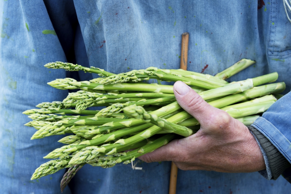 Garden asparagus - Vegetable