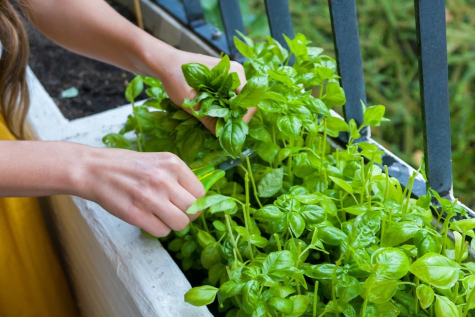 Fresh herbs collected by young woman in a home garden