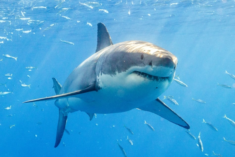 Sharks - Great white shark