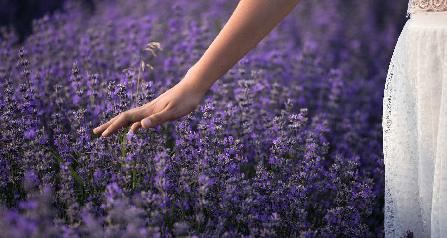 Dried lavender bundles, a classic herbal insect repellent for closets, drawers, and porch smudges