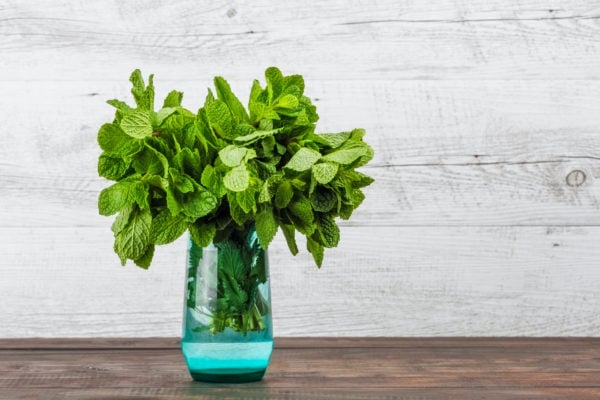 Bunch of fresh mint in colored glass on wooden background