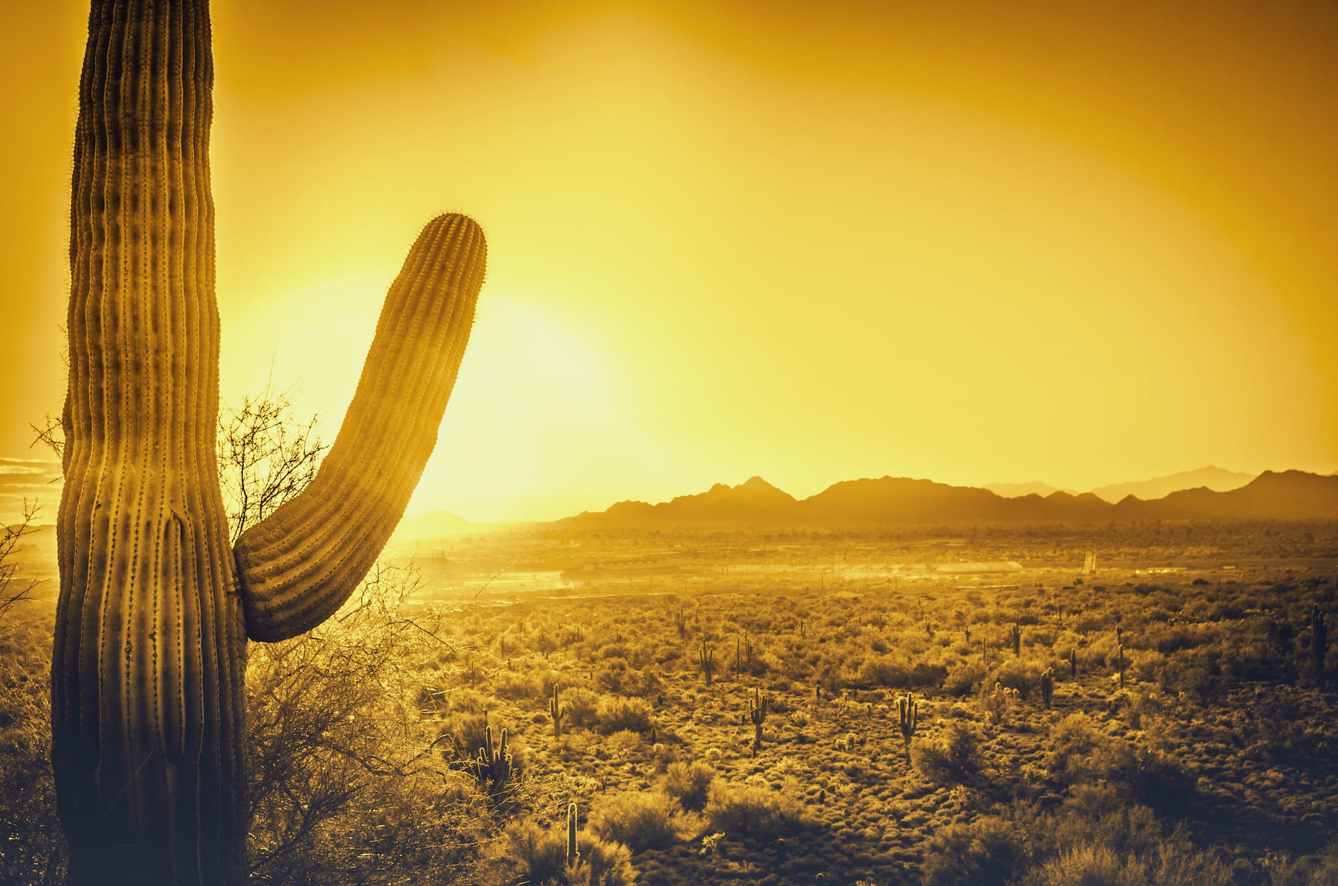 cactus with sun in background giving a yellow hue of scene