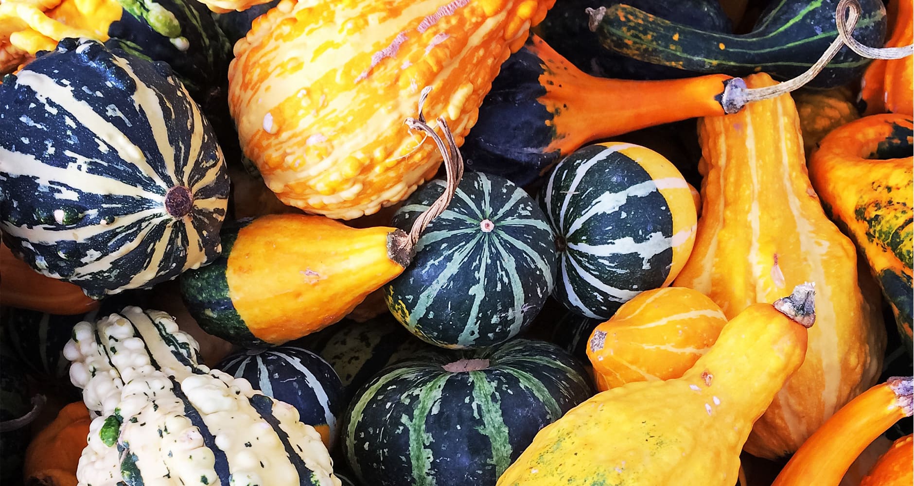 How to Dry Gourds Farmers' Almanac Plan Your Day. Grow Your Life.